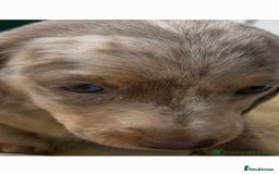 Dachshund dogs for sale: Dachshund puppies  - Image 12