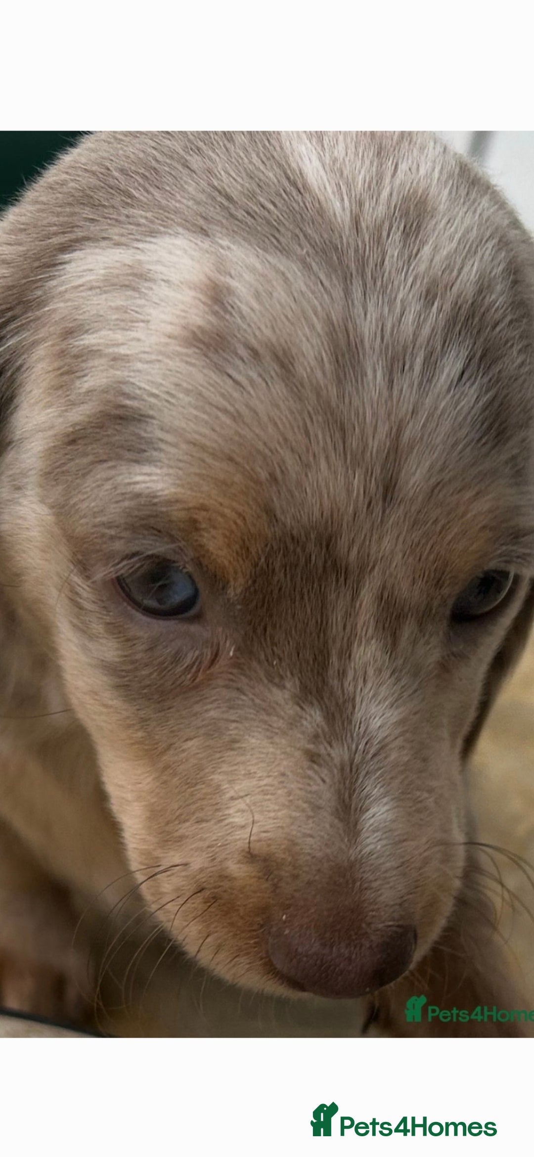 Dachshund dogs for sale: Dachshund puppies  - Image 12