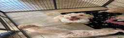 Cockapoo dogs for sale: Gorgeous F1B cockapoo puppy’s for sale  - Advert 3
