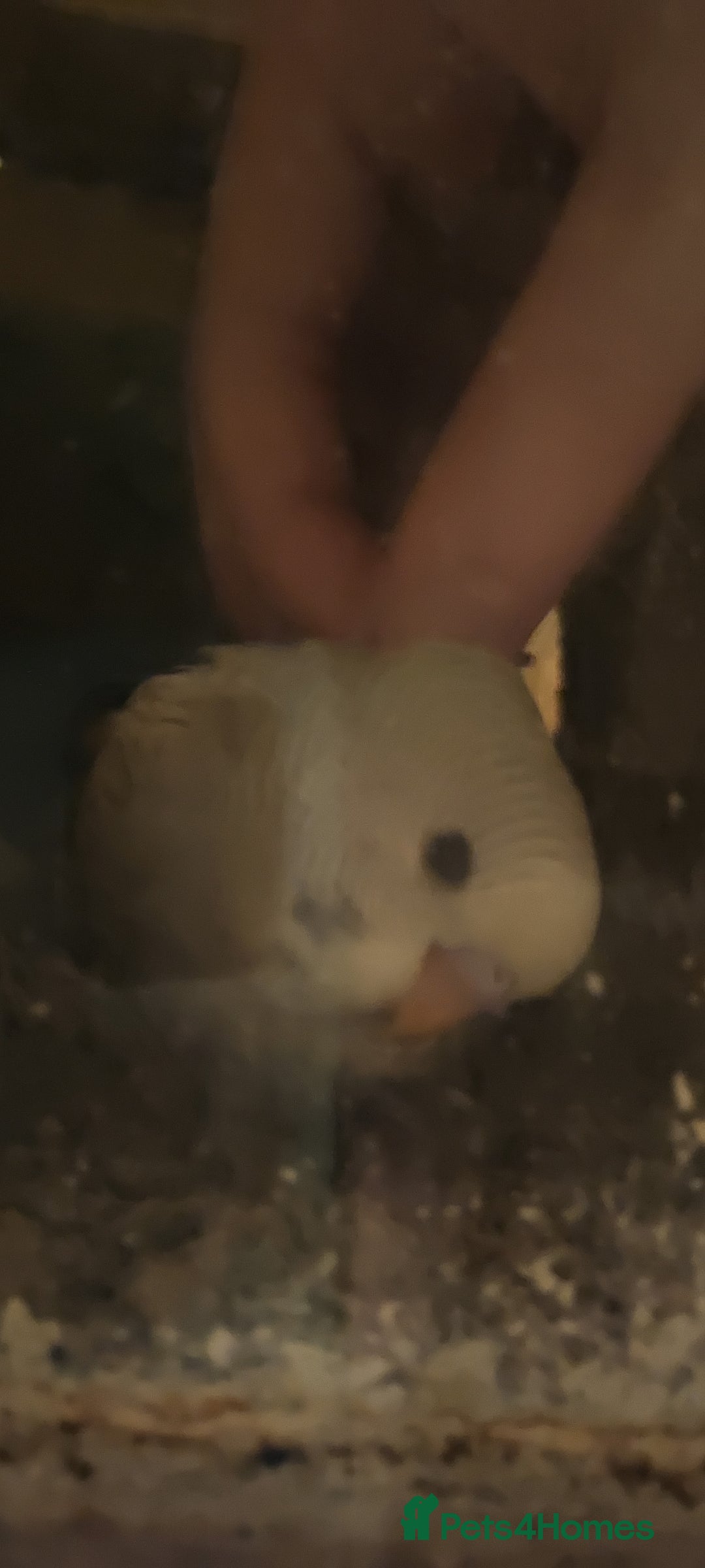 Budgerigars birds for sale: Baby Budgies In Warlingham (Ready 10th August) - Image 9