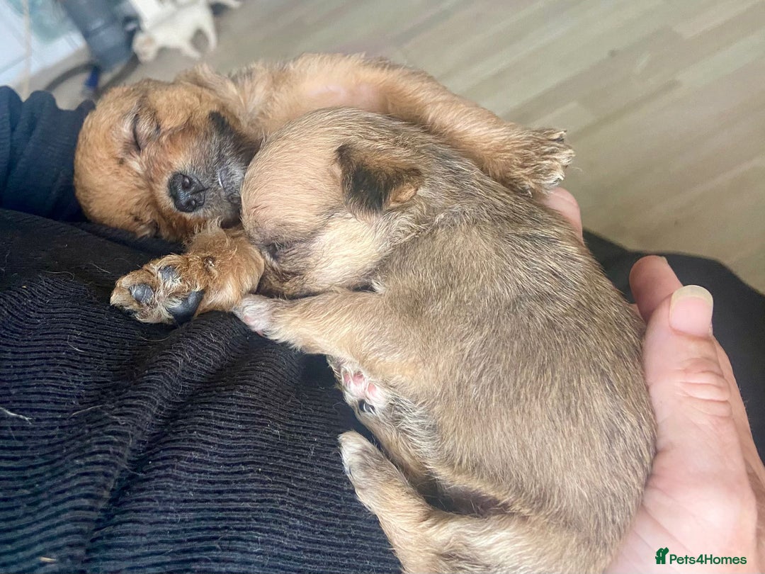 Mixed Breed dogs for sale: Patterdale mix - Image 14