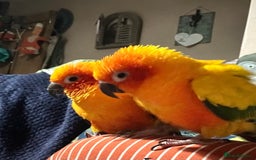 Conures birds for sale: Sun Conure pair  - Image 7