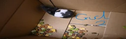 Hamster rodents for sale: Mixed Syrian hamsters ready to go  in Preston - Advert 22