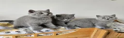British Shorthair cats for sale: Beautiful British shorthair blue kittens NEUTERED - Advert 10