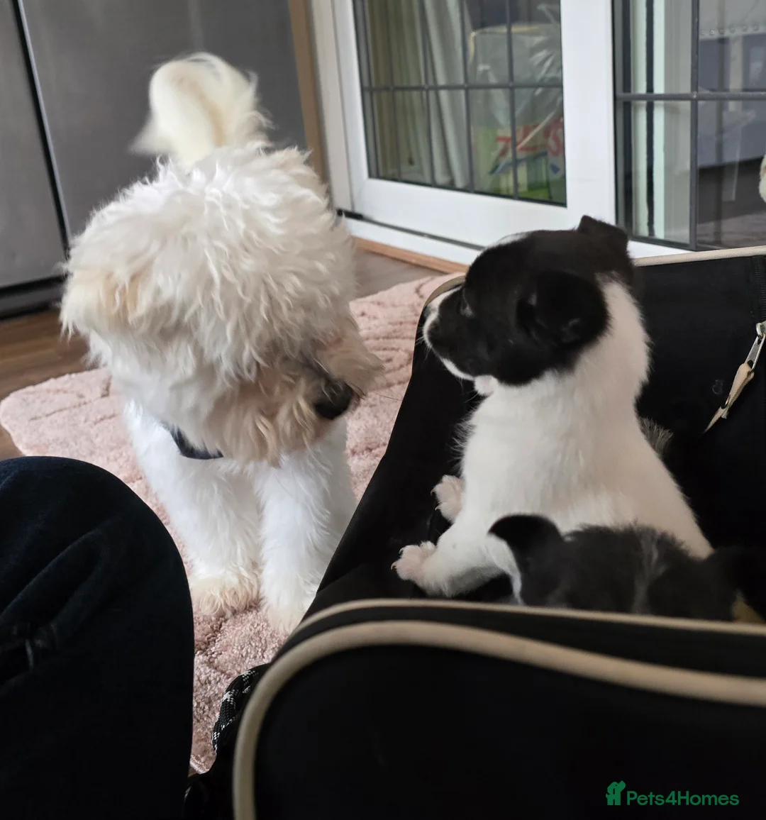 Mixed Breed dogs for sale: Malchi puppies for sale  - Advert 20