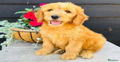Mini Goldendoodle dogs in Sudbury - Advert 7