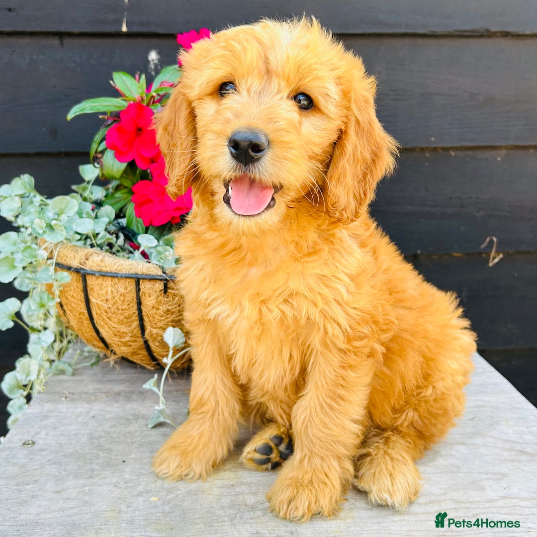 Mini Goldendoodle dogs for sale: Gorgeous Miniature Goldendoodles From KC Parents in Sudbury - Image 2