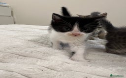 Mixed Breed cats for sale: Six adorable mixed silver striped bengal kittens  - Image 9
