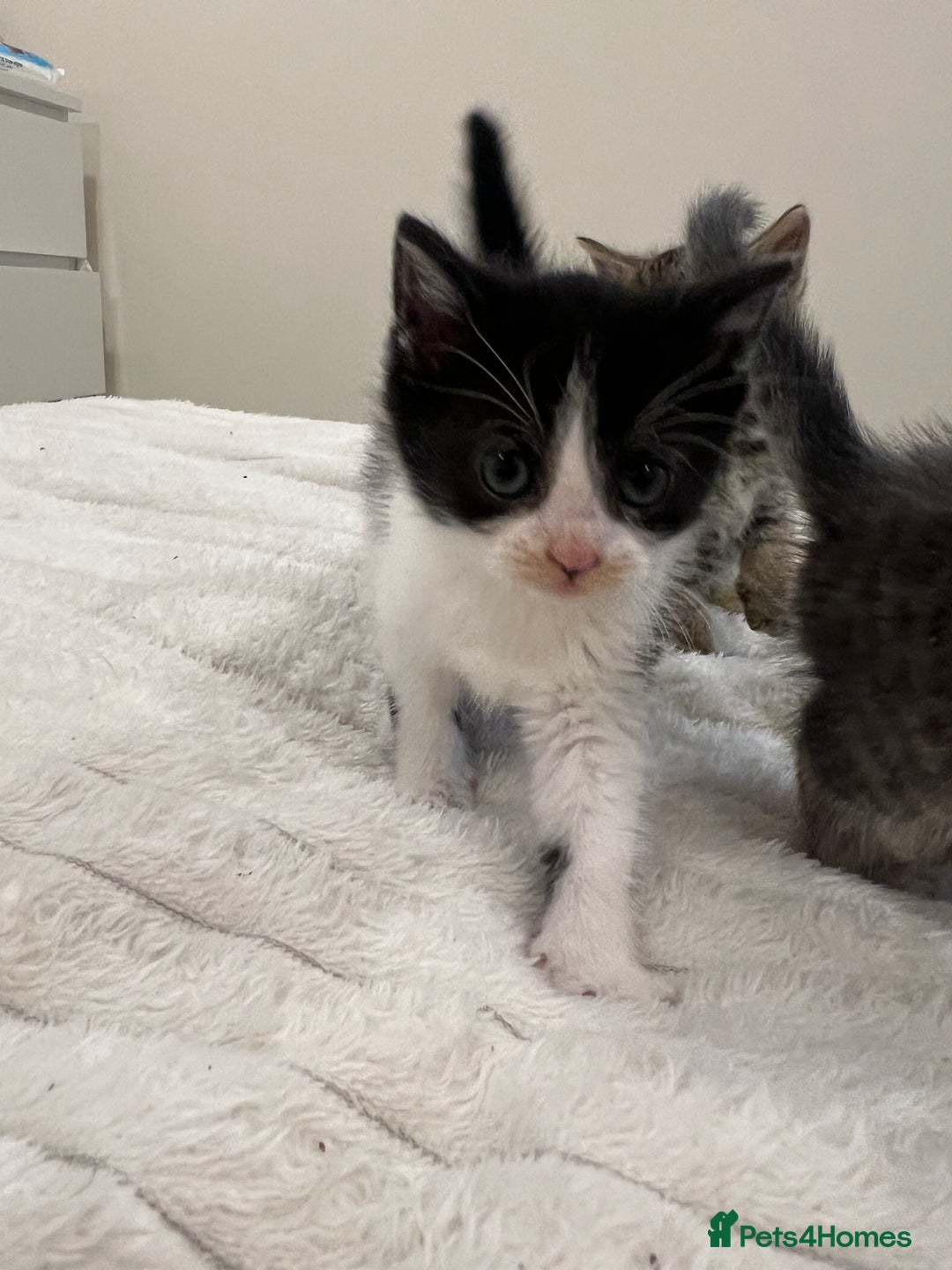 Mixed Breed cats for sale: Six adorable mixed silver striped bengal kittens  - Image 9