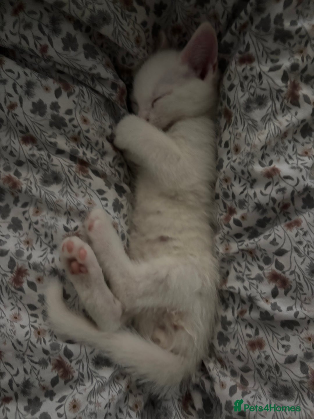 British Shorthair cats for sale:  2 Gorgeous boys left - Image 2