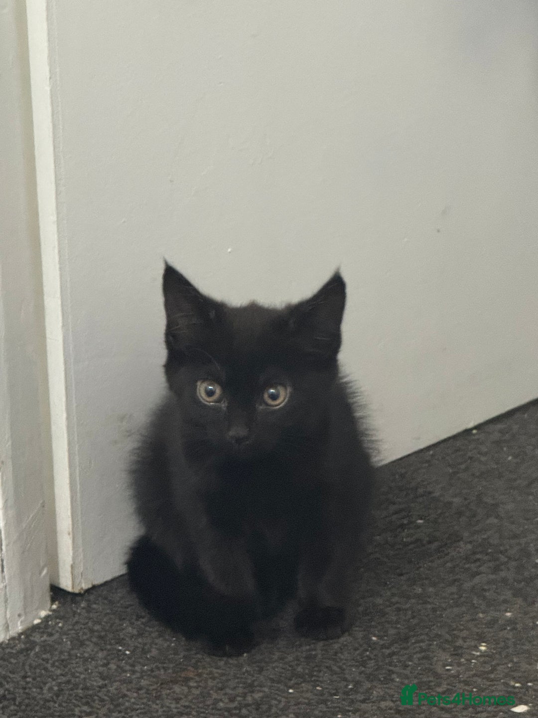 Mixed Breed cats for sale:  4 Kittens British long & short hair mixed breed. - Advert 30