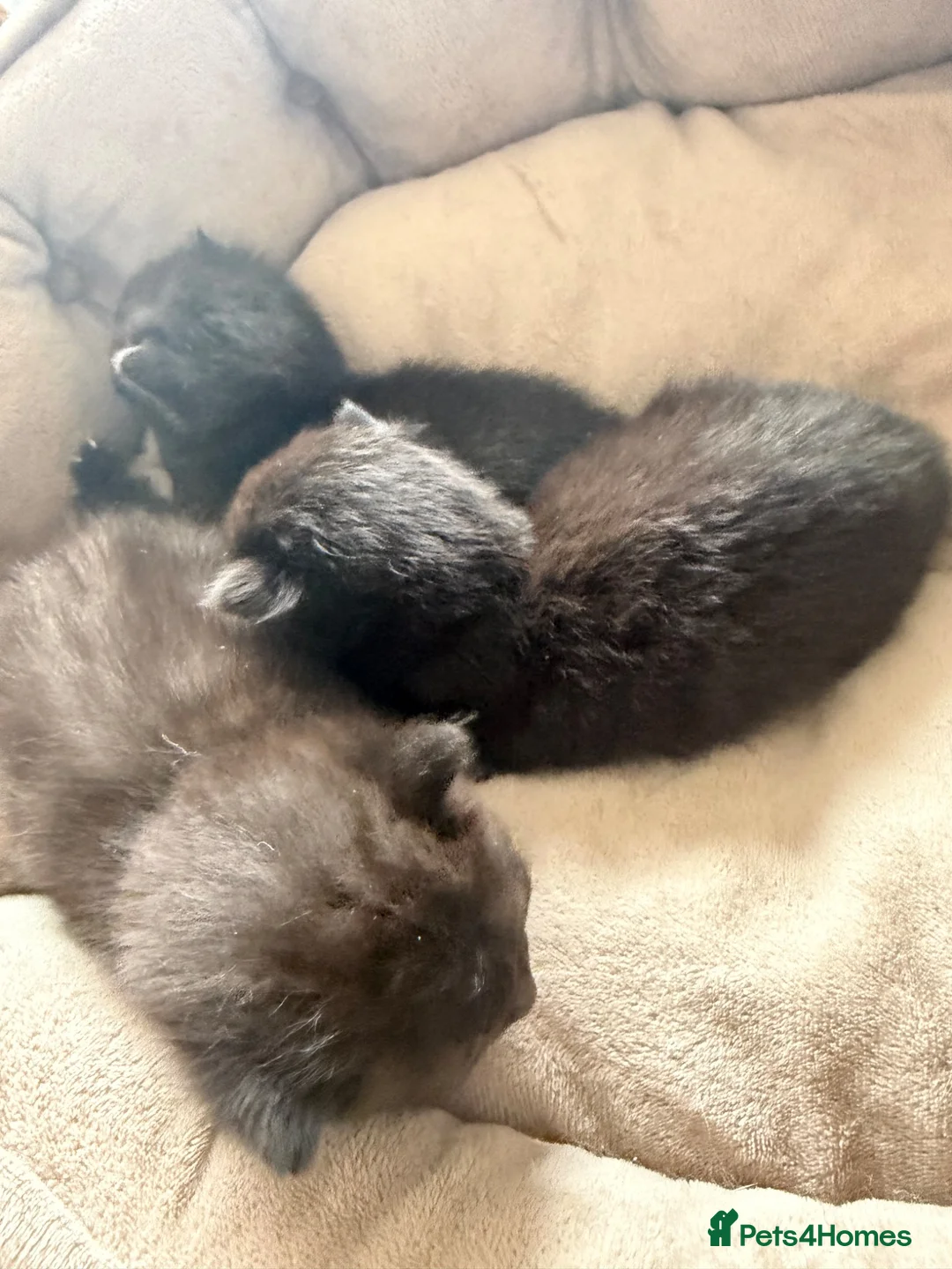 Mixed Breed cats for sale: 3 kittens  - Advert 1