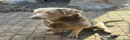 Labrador Retriever dogs for stud: Gorgeous well proven Silver Labrador Stud - Advert 4
