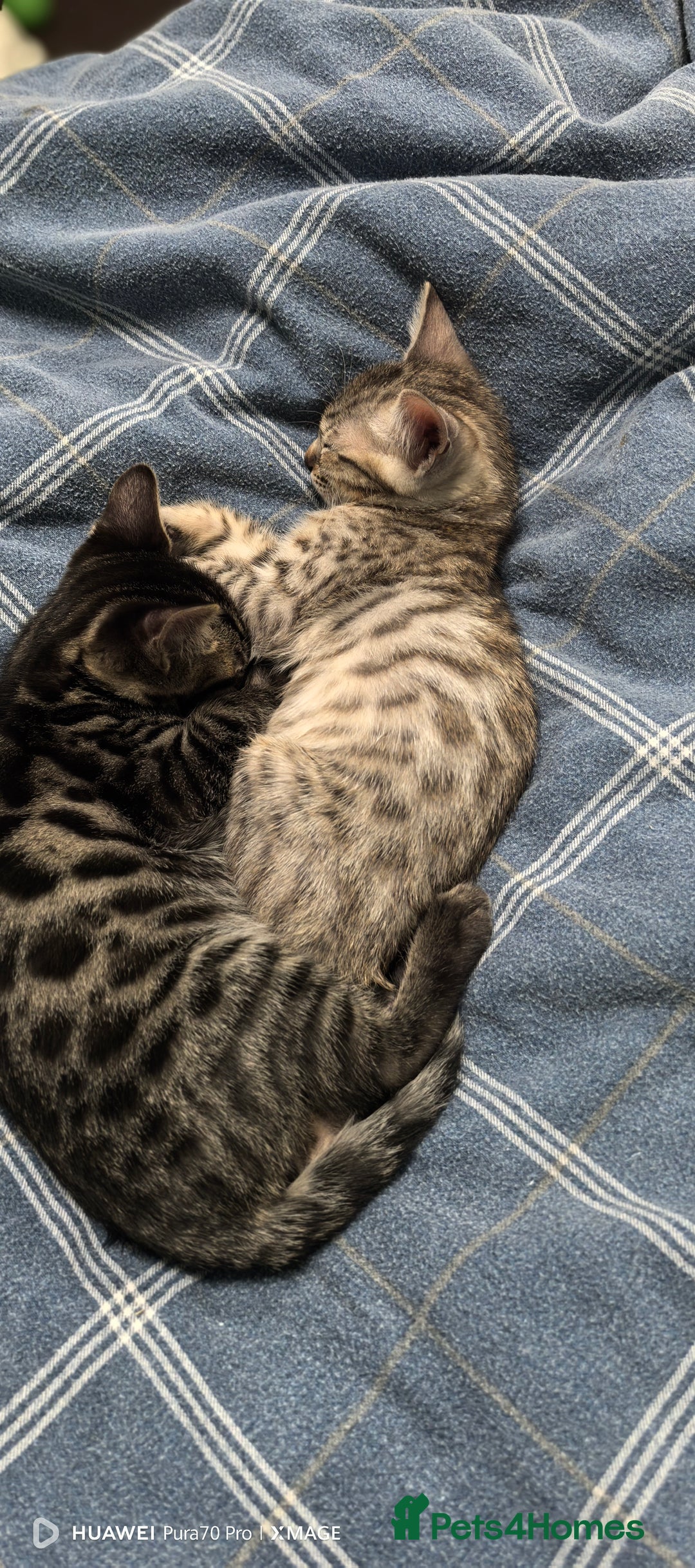Bengal cats for sale: Silver Bengal kitten for sale  - Advert 6