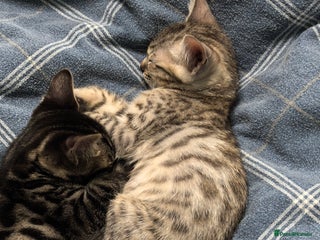 Bengal cats - Advert 1