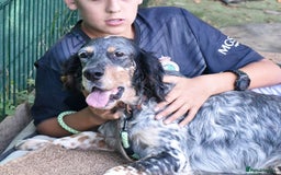 English Setter dogs for adoption: Hasgar - Image 11