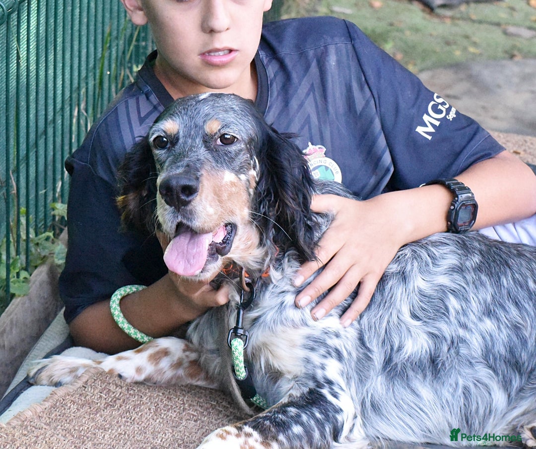 English Setter dogs for adoption: Hasgar - Image 11