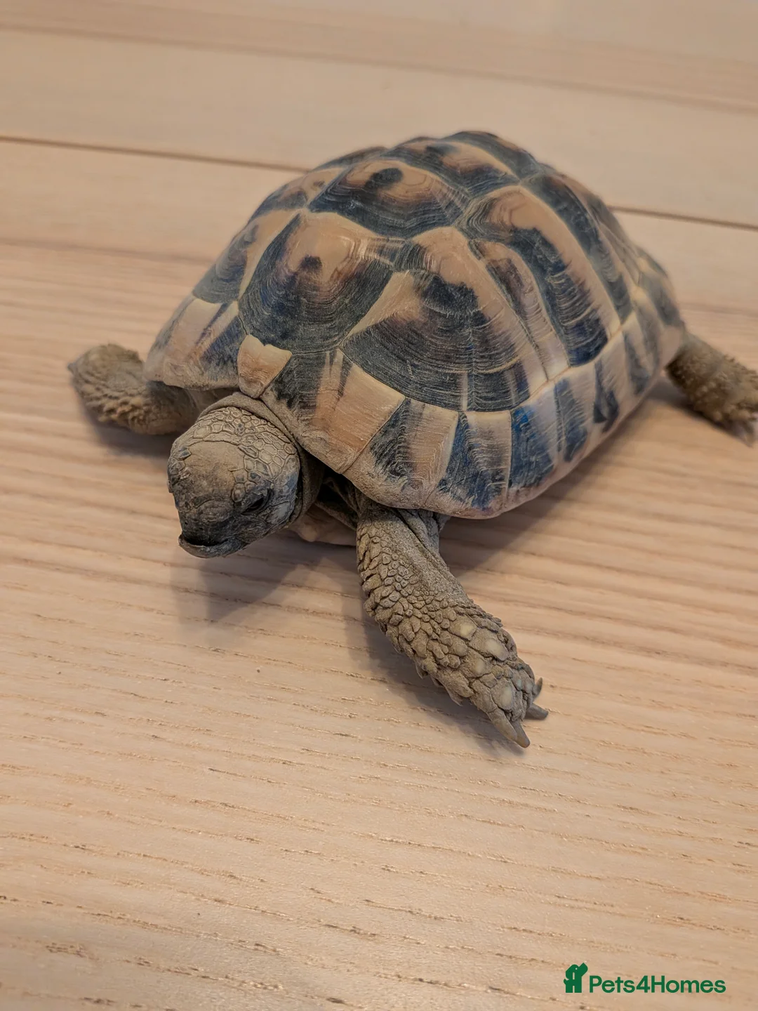 Tortoise reptiles for sale: 5 year old Hermann Tortoise and enclosure  - Advert 4