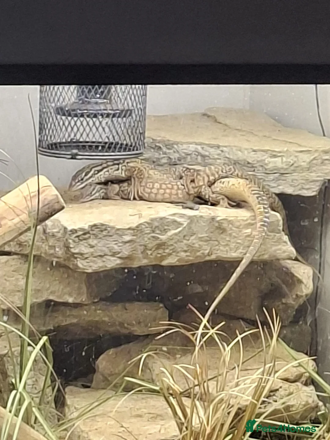 Monitor reptiles for sale: Breeding pair of Ackie Monitors plus enclosure - Advert 2
