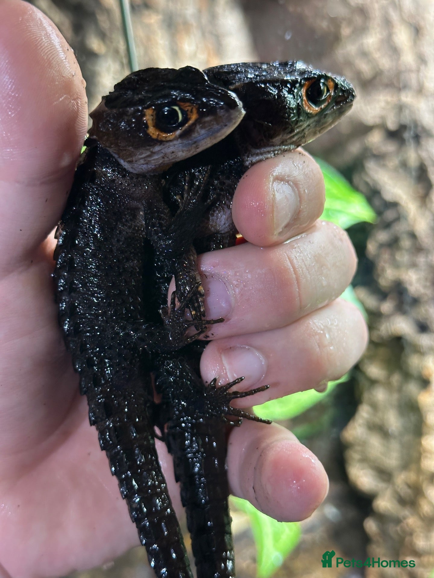 Skink reptiles Red Eyed Crocodile Skink Pair  - Advert 2