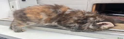 Maine Coon cats for sale: Beautiful Half Maine coon kittens  - Advert 20