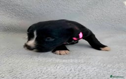 Jackapoo dogs for sale: Beautiful jackapoo puppies  - Advert 4