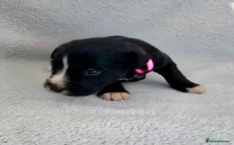 Jackapoo dogs Beautiful jackapoo puppies  - Advert 3