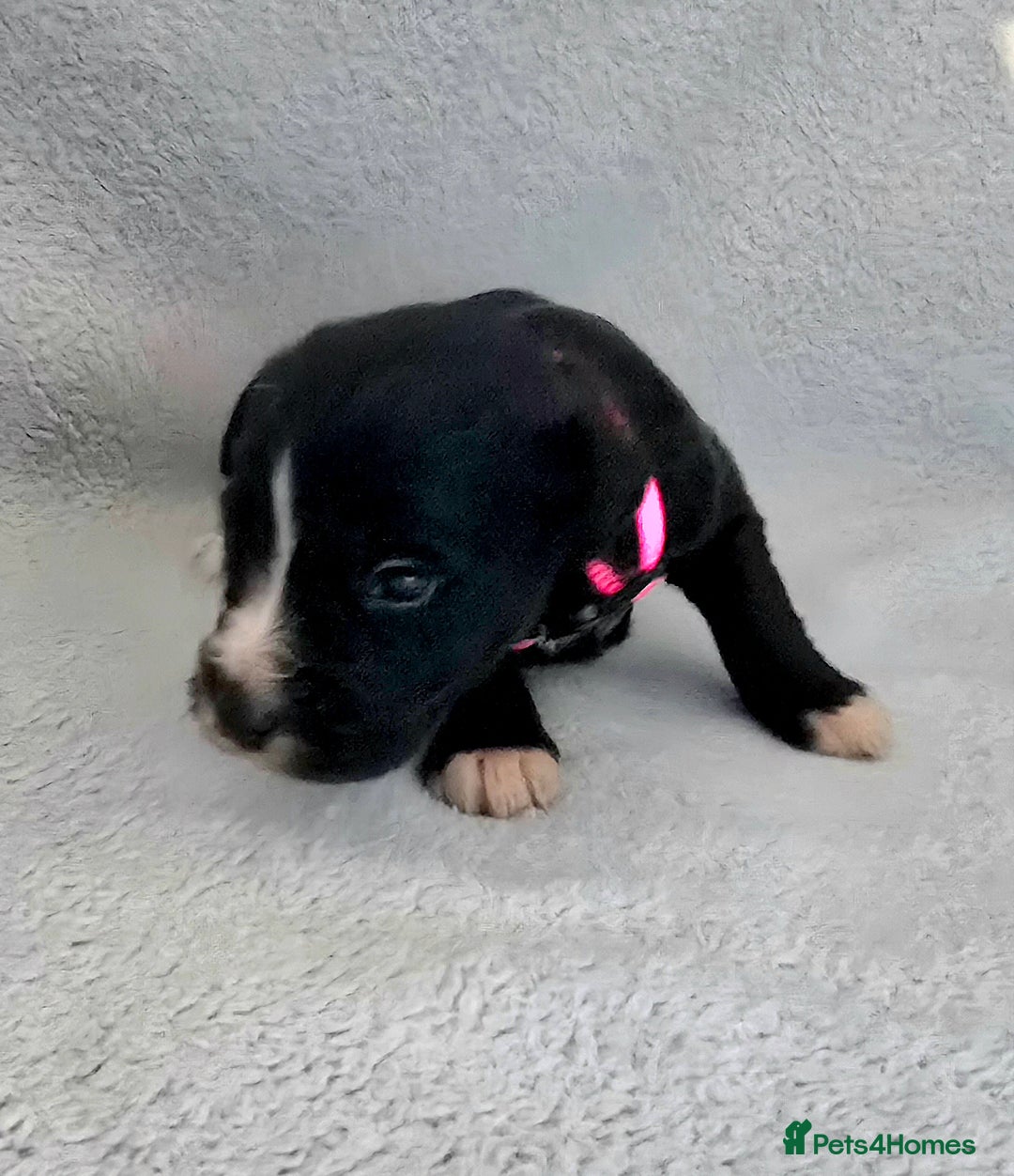 Jackapoo dogs for sale: Beautiful jackapoo puppies  - Advert 4