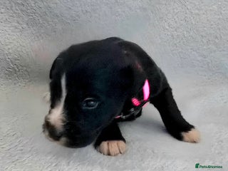 Jackapoo dogs Beautiful jackapoo puppies - Advert 2