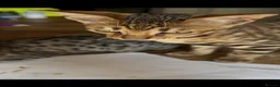 Bengal cats for sale: Bengal kitten London Ready to leave  - Advert 5