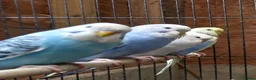 Budgerigars birds for sale: Baby Budgies For Sale - Advert 3