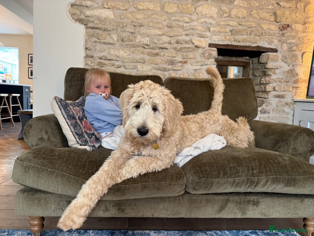 Double Doodle dogs for sale: Bernedoodle  - Advert 2