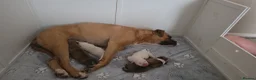 American Bulldog dogs for sale: American bull.dog puppies  in Wigan - Advert 28