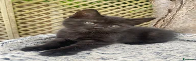 Mixed Breed Kitten 1