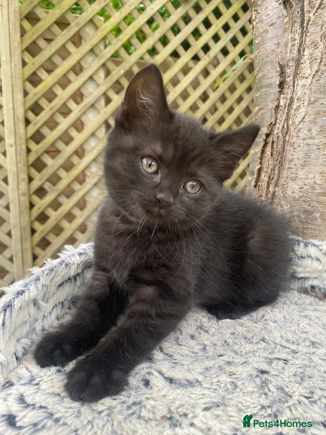 Mixed Breed cats for sale: British short hair cross kittens - Advert 26