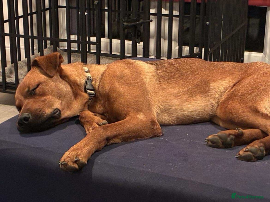 Mixed Breed dogs for adoption: Sasha with a zest for life  - Advert 7