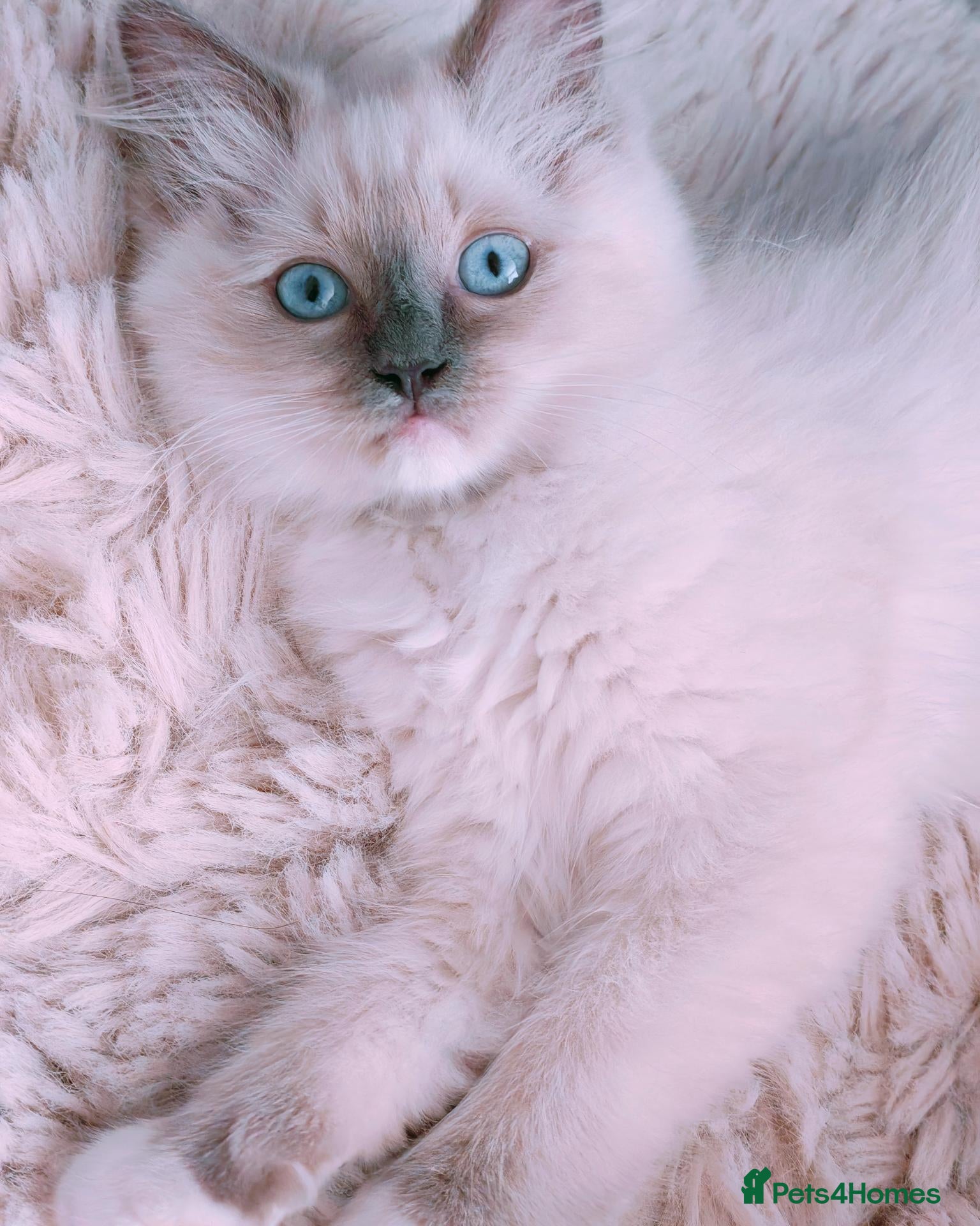 Ragdoll cats Raised with Love, looking for forever homes 🏠❤️ - Advert 2