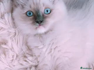 Ragdoll cats Raised with Love, looking for forever homes 🏠❤️ - Advert 2