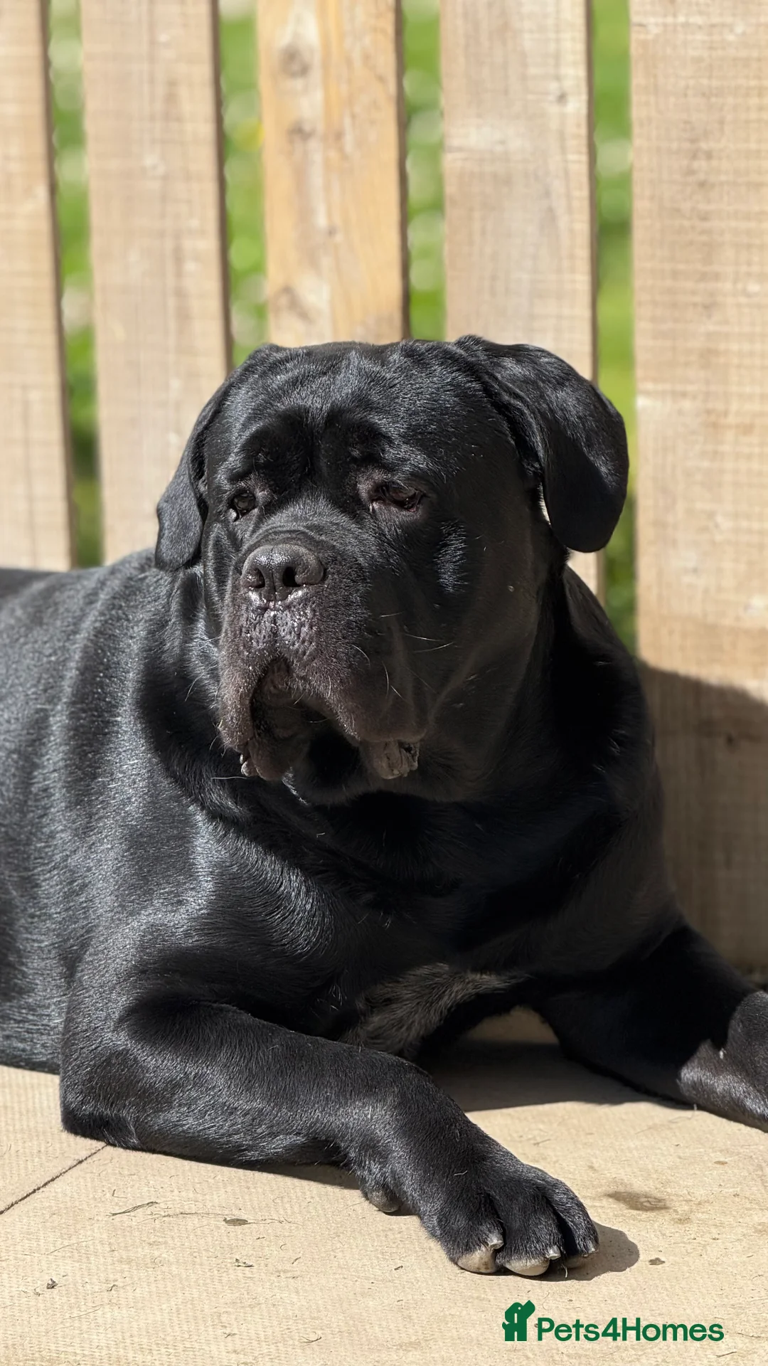 Cane Corso dogs for sale: Ragnar - Advert 6