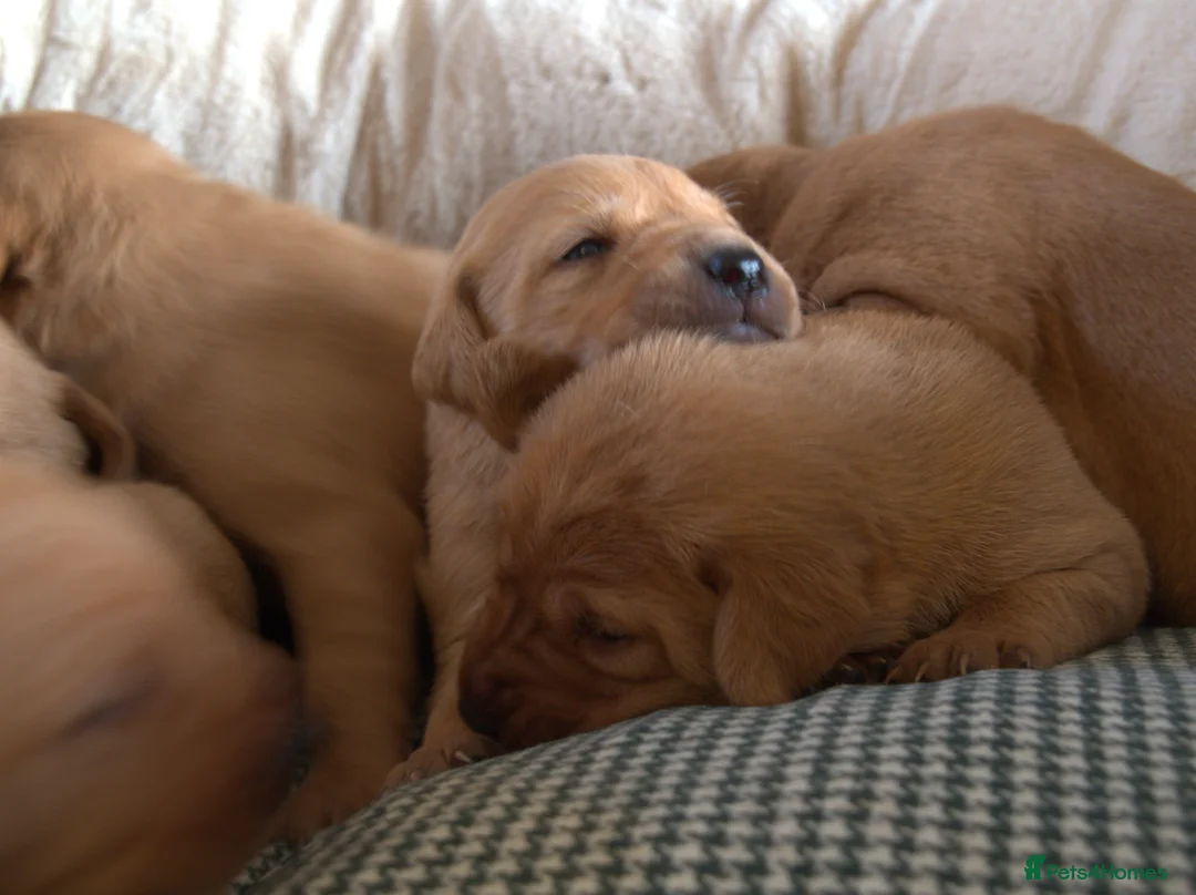 Labrador Retriever dogs for sale: Red Labrador Puppies - Advert 6