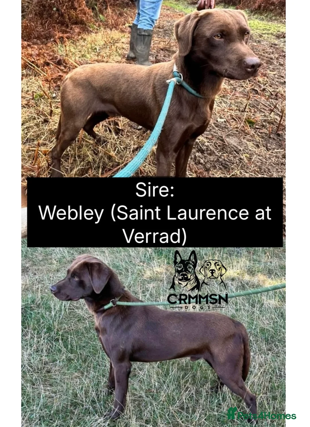 Labrador Retriever dogs for sale: Outstanding, Health Tested, KC Reg, Labrador Pups in Nottingham - Advert 2