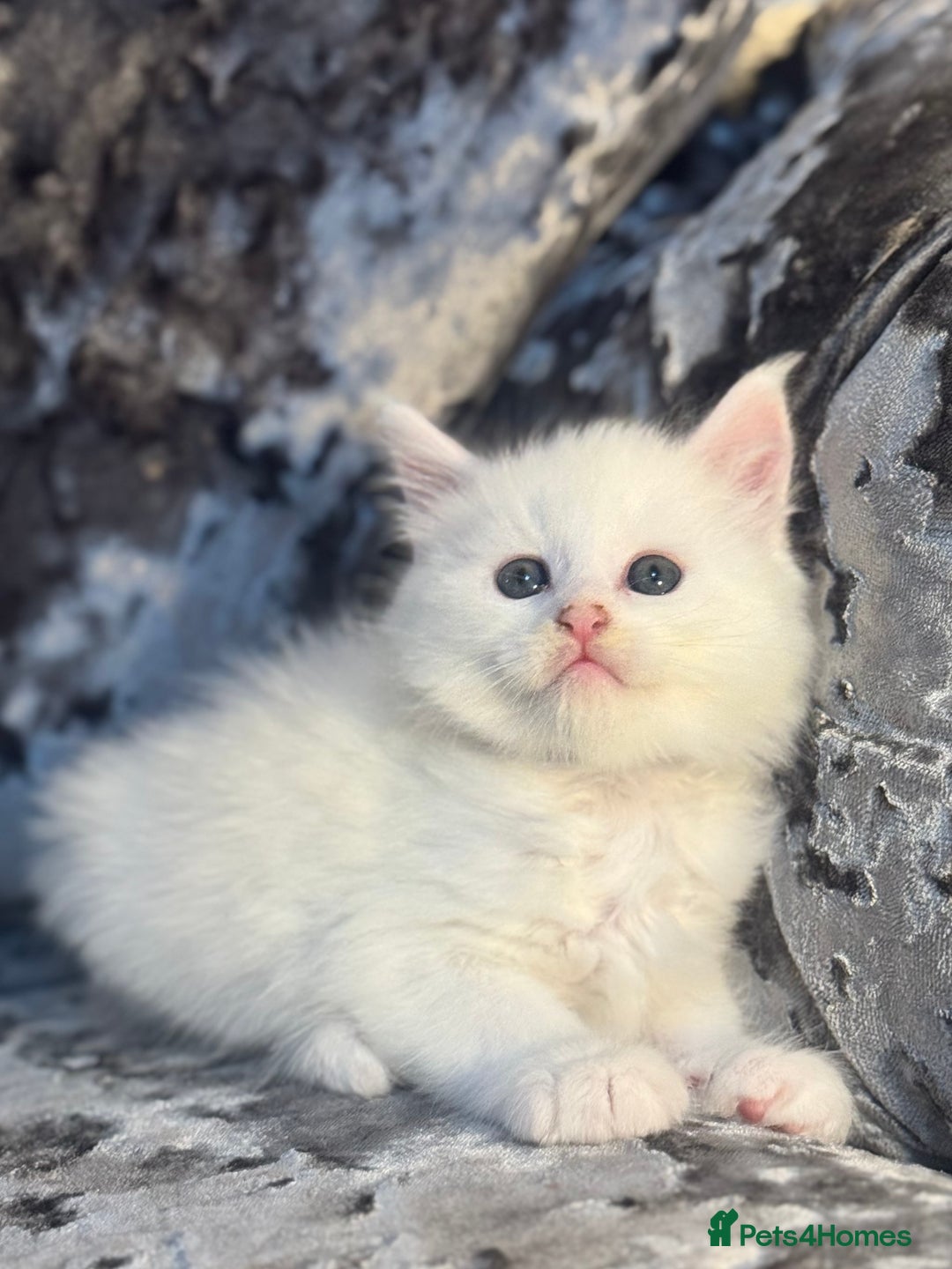 Maine Coon cats for sale: Stunning White Maine Coon Kittens – XXL Bloodline - Advert 1
