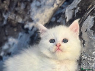 Maine Coon cats Stunning White Maine Coon Kittens – XXL Bloodline - Advert 1