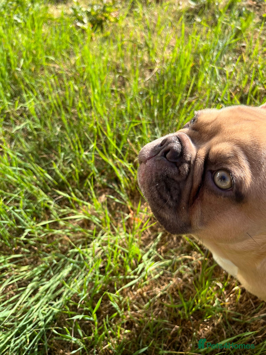 French Bulldog dogs for sale: Milo, Lovable boy Frenchie, amazing price 💫 - Image 5