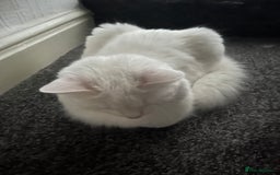 Mixed Breed cats for sale: Four cats for sale - Image 8