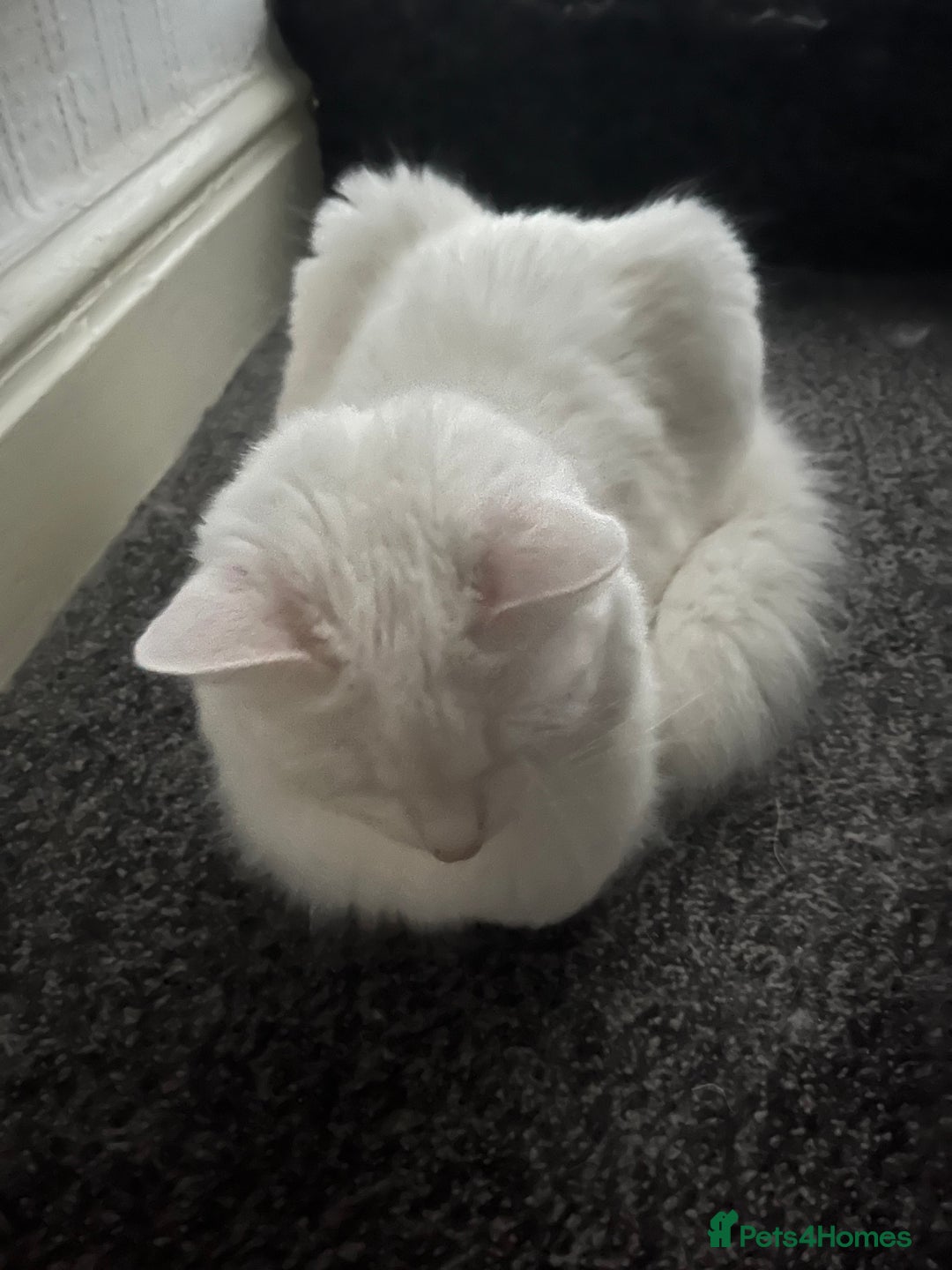 Mixed Breed cats for sale: Four cats for sale - Image 8