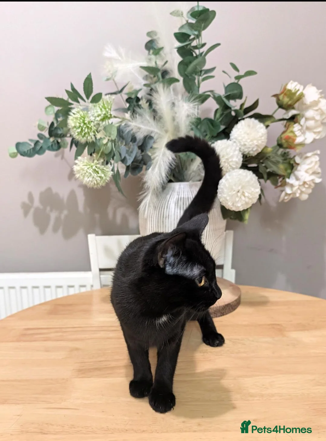 Mixed Breed cats for sale: Kitten - Advert 2