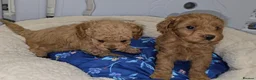 Cavapoo dogs for sale: 🐾 Beautiful Ruby Red F2B Toy Cavapoo Puppies 🐾 - Advert 10