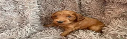 Cockapoo dogs for sale: 7 handsome cockapoo boys  in Pudsey - Advert 4