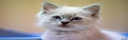 Ragdoll cats for sale: Adorable, Purebred GCCF Registered Ragdoll Kittens in London - Advert 23